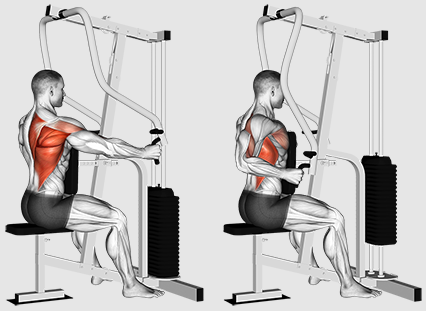 Sollten wir uns für ein besseres Rückentraining auf Rudern oder Ziehen konzentrieren?